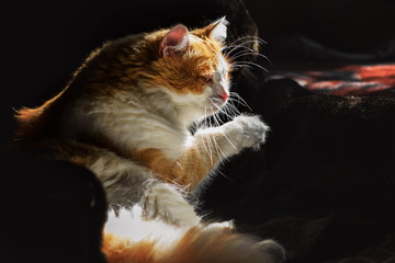 Red cat with white spots in the sun on a dark background