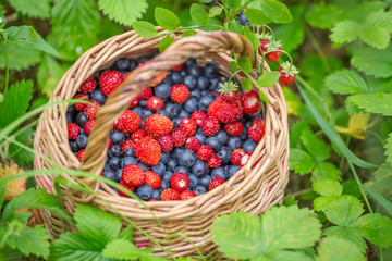 Basket with forest berries standing outdoors closeup