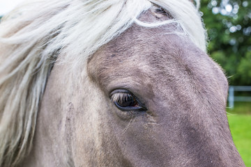 Isländer