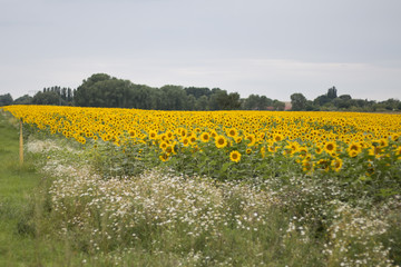 Fototapeta premium Sonnenblumen