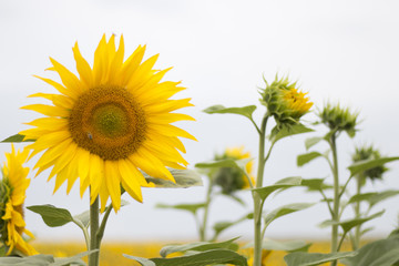 Sonnenblumen