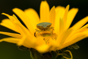 Grüner Stinkkäfer 2