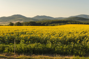 summer sunflower blooming on meadow outdoor landscape scene of agriculture road