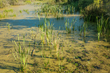 Duckweed