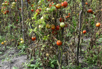 Tomatoes get sick by late blight or Phytophthora. 
