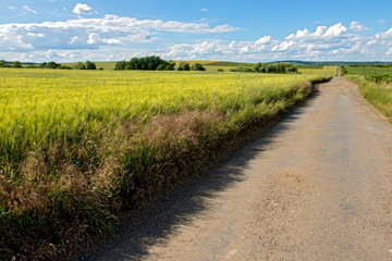 Dirt road among fields with unripe green grain