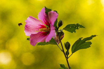 Landing Bumblebee