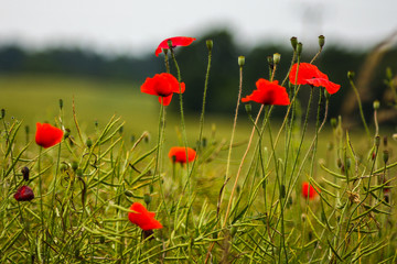 Poppy Field