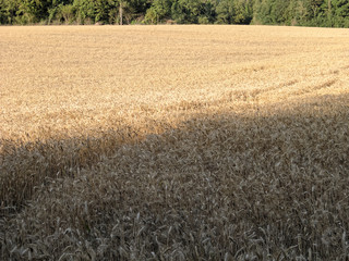 Champs de blé dans le Ternois, département du Pas-de-Calais, france