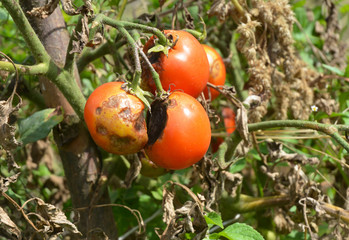 Phytophthora infestans is an oomycete that causes the serious tomatoes disease known as late blight...