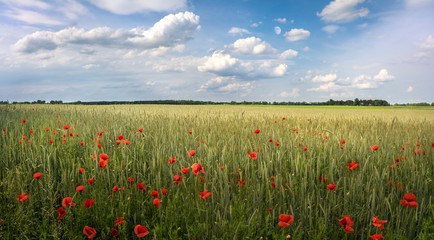 Rot blüht der Mohn