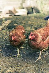 due galline pettegole; versione vintage