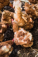 gruppo di galline in allevamento biologico