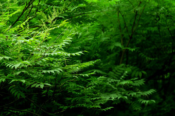 Photo of a bush in the forest. Beautiful plants and branches in the background.