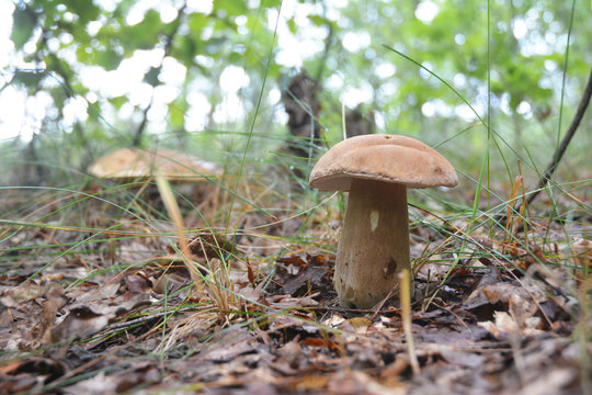 Gathering mushrooms. Mushroom hunting. Gathering Wild Mushrooms. Boletus edulis or penny bun, cep, porcino, porcini  or Edible Mushroom