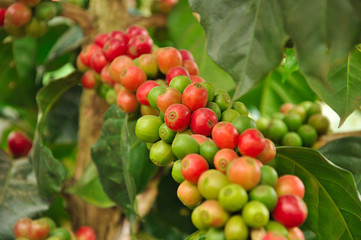 Arabica coffee beans on coffee tree