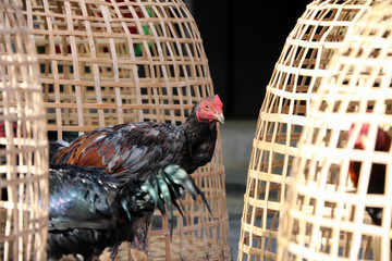 Black rooster stand beside Thai chicken coop. It is fighting cock, a rooster bred and trained for cockfighting. Also called game fowl. © Achisatha