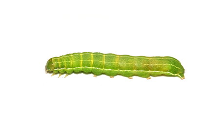 Caterpillar of Clouded Drab moth Orthosia incerta on white background