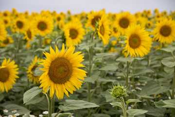 Obraz premium Sonnenblumen