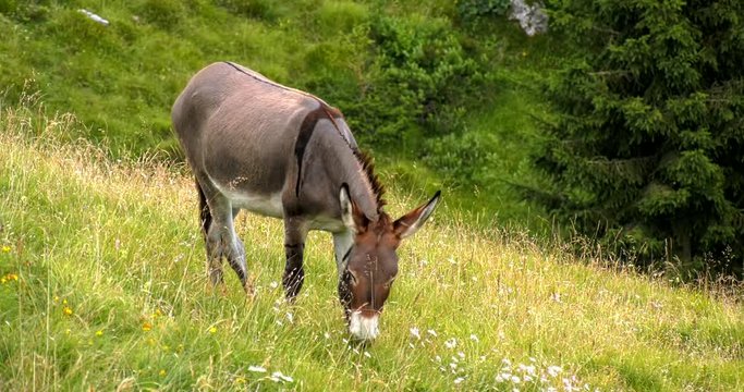 Donkey in mountain eat on green meadow