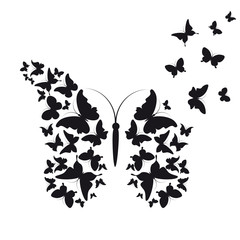 black butterfly, isolated on a white