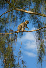 Blue Monkey - Cercopithecus mitis, Kenya, Africa