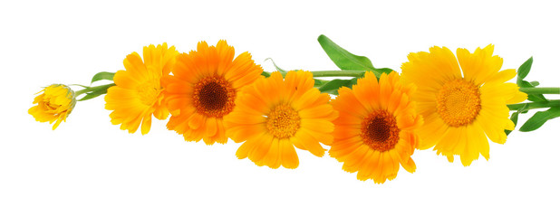 Calendula flower on a white background