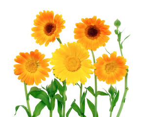 Calendula flower on a white background