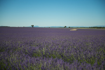 Obraz na płótnie Canvas Lavande plateau de Valensole