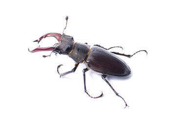 Beetle-deer male on white background