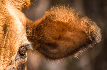 Facing a cow