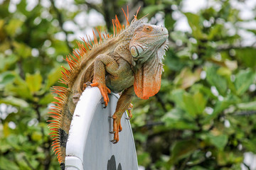 Iguana