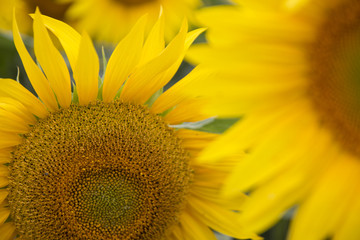 Obraz premium Sonnenblumen