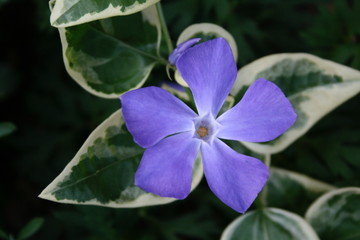 Blue flower