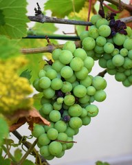 Green grapes