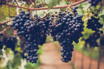 Naklejka premium Grape clusters hanging on the vine - vintage style
