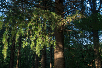 Fototapeta premium Forest in Tokyo 1