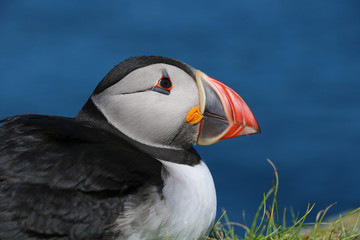 Papageientaucher auf Lunga, Schottland 32