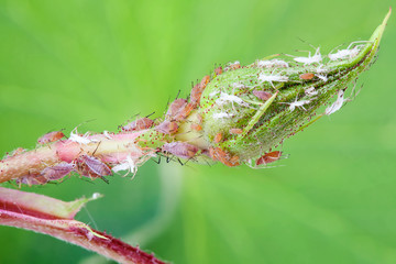 Rose bud being eaten