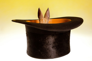 Small rabbit in a magic hat