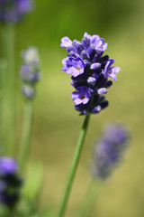 Purple lavender flower