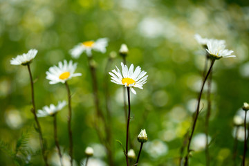 Camomile on a wild meadow.