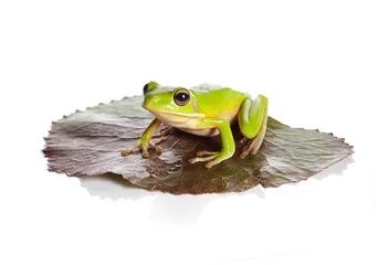 Afwasbaar fotobehang Isolated frog on leaf © Anneke