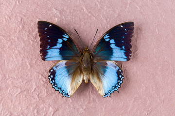 Fototapeta na wymiar Western Blue Charaxes butterfly