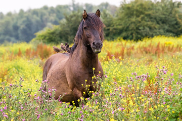 Horse in yellow field