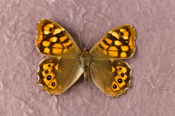 Speckled Wood butterfly