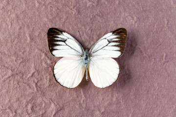 Fototapeta na wymiar Timor Gull white butterfly