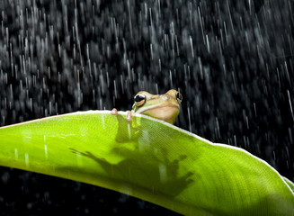 Frog in the rain © Anneke