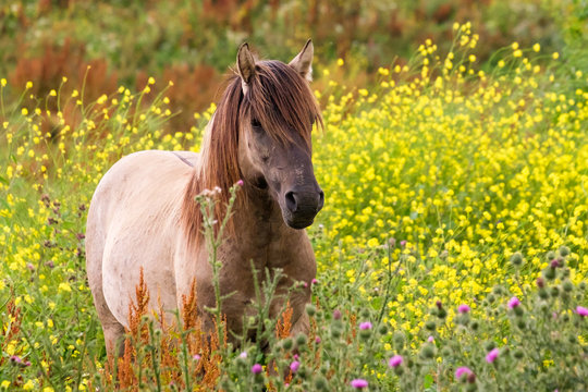 wilde Knik in het koolzaad