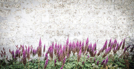 Prachtspiere lila vor Mauer